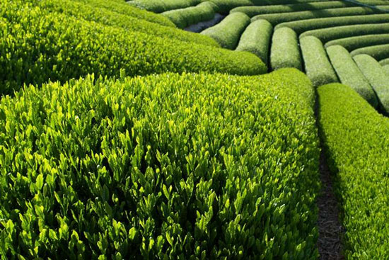 Green tea may help improve awareness in HIV patients