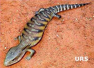 Green tongue lizard