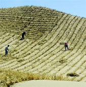 Green Walls will save China from sandstorms?