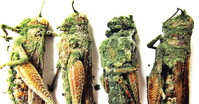 'Green zombie' mushrooms fight locusts