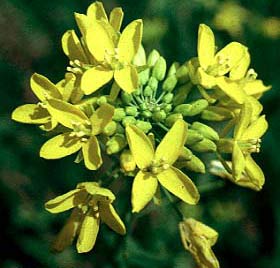 Greenhouse effect causes plants to flower early