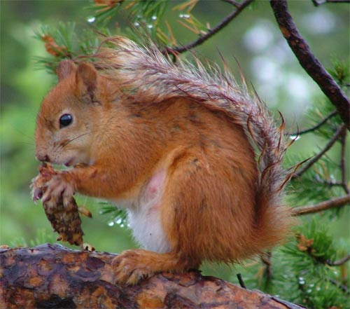 Greenhouse effect 'push' many animals up high