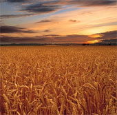 Greenhouse effect reduces crop productivity