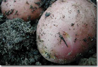 Greenhouse gas causes food to lose nutrients
