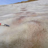 Greenland allows the exploitation of uranium and rare earth in the Arctic