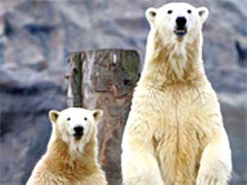 Greenland: Quite hunting quotas for polar white bears