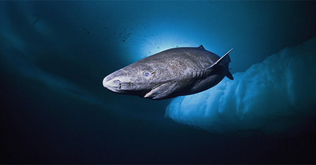 Greenland Sharks: The key to the longevity of humanity in the future?