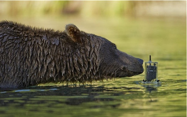 Grizzly bear dives to catch salmon in Alaska