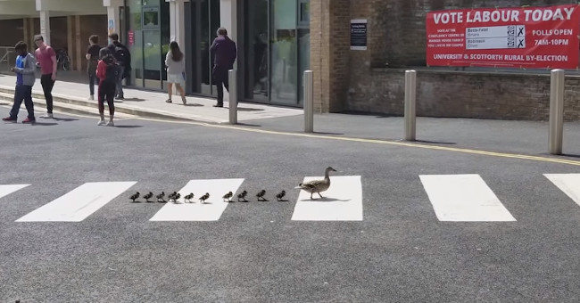 Ground close to the mother duck to lead the duckling to the extreme straight line, right on the walking line
