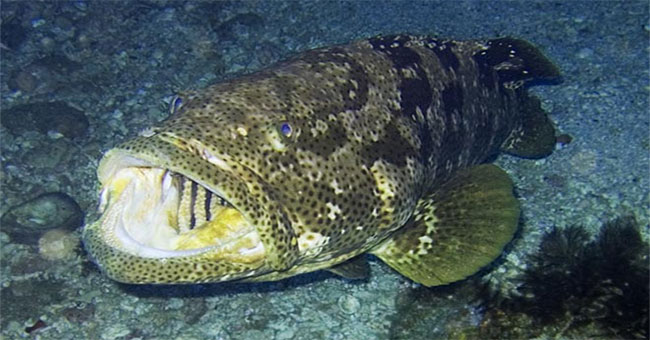 Grouper monster weighs 2 quarts swallowing sharks in front of American fishermen
