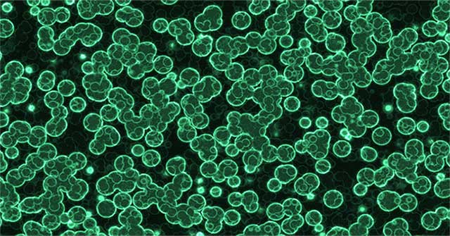 Grow bacteria that only 'eat' CO2