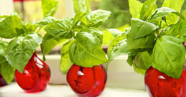 Grow basil in a simple hydroponic way at home