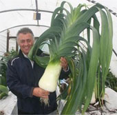 Grow garlic super terrible thanks to listening to music in the greenhouse