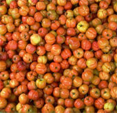 Grow plants on coastal saline soils