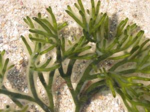Growing algae for biofuel to replace oil