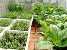 Growing clean green vegetables in the house in the town