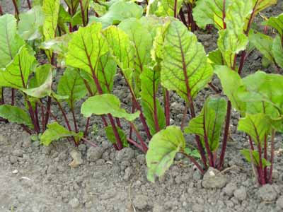 Growing clean vegetables in weightless conditions