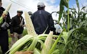 Growing corn sticky rice - idle but quite income