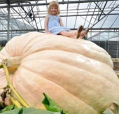 Growing giant pumpkins, weighing nearly 1 ton