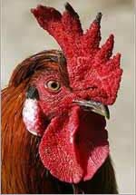 Growing hens ... crested
