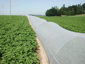 Growing KT2 potatoes on 2-crop land