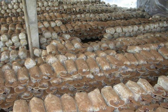 Growing lingzhi mushroom in Tien Yen for high efficiency
