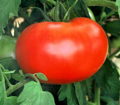 Growing tomatoes with sea water