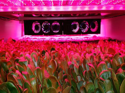 Growing vegetables almost doesn't use soil and water