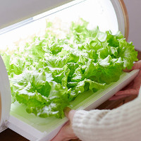 Growing vegetables does not need Japanese sunlight