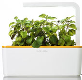 Growing vegetables in the room