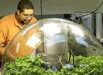 Growing vegetables on Mars