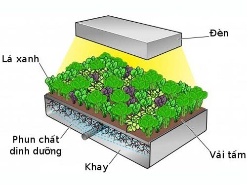 Growing vegetables without soil