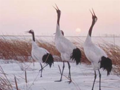 Grus Japonensis red hat cranes