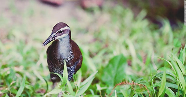 Guam island birds back after 40 years of extinction