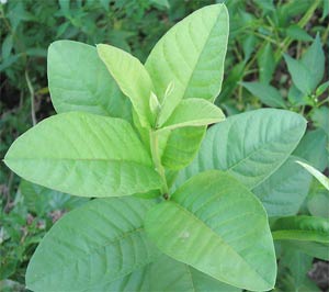 Guava breeding techniques