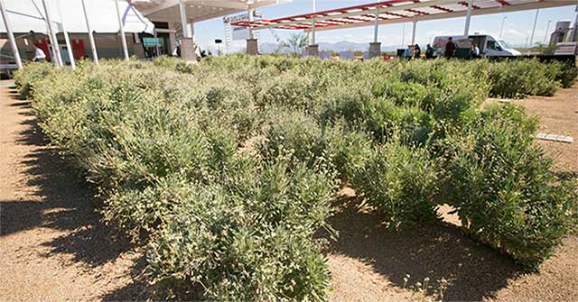 Guayule - An easy-growing shrub for pure rubber latex to make tires of future vehicles