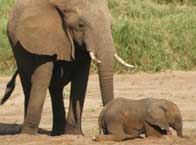 Guess the menu of elephants through the tail