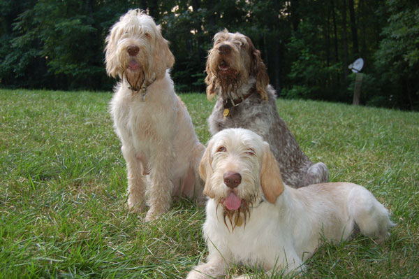 Guess the personality of a pet dog