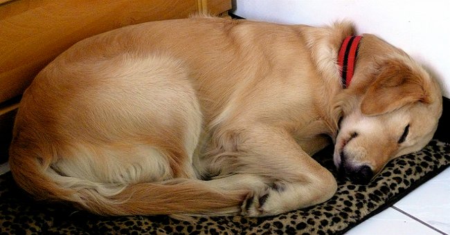 Guess the puppy's personality through the 6 most popular sleeping postures
