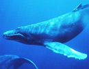 Guess whale age through 'dandruff' on the skin