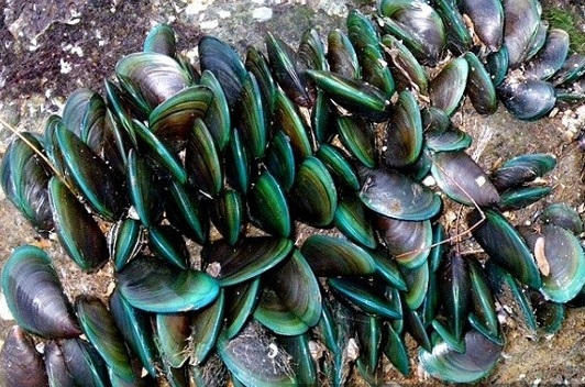 Guidance on techniques for growing carp carp in high seas