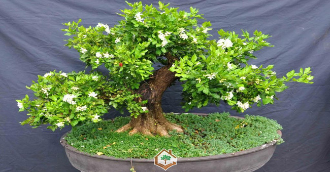 Guide to planting the simplest bonsai laurel tree