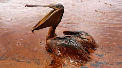 Gulf of Mexico: One year after the oil spill disaster
