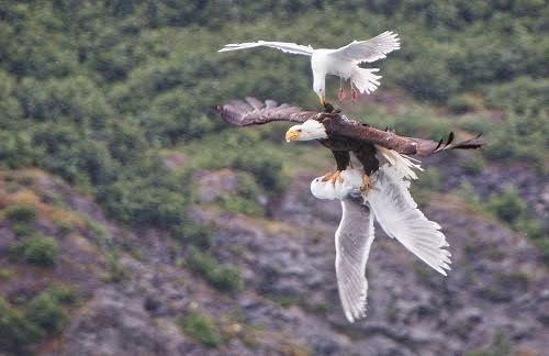 Gulls attack the white-headed eagle to save you