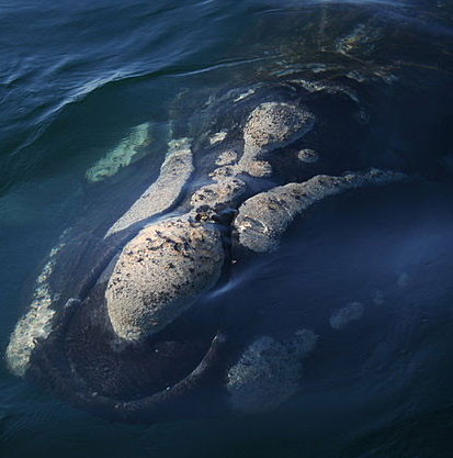 Gulls whale whale meat