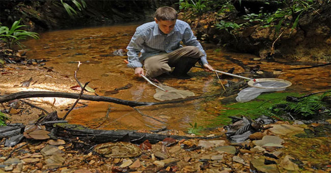 Guppies can destroy the natural ecological environment