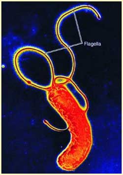 Gut bacteria appeared from 11,000 years ago?
