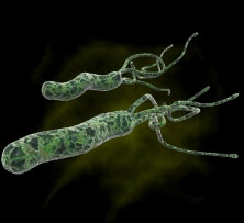 H. pylori ulcer bacteria can prevent diarrhea