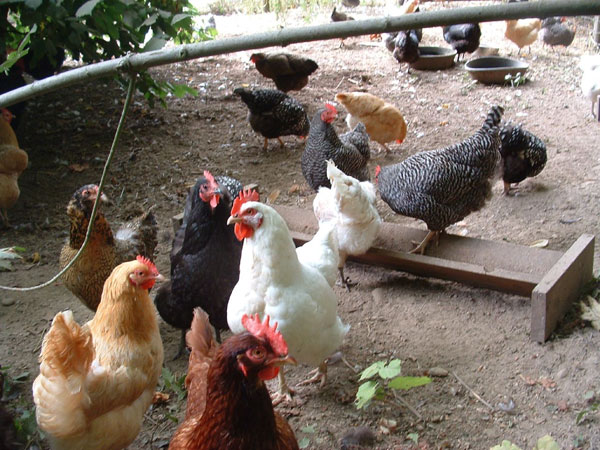 H5N1 avian influenza virus