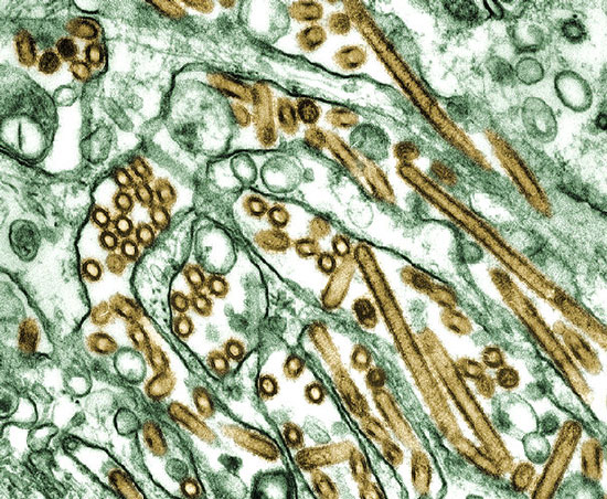 H5N1 can spread through the air